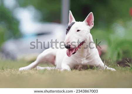 Adorable white with a brown patch Miniature Bull Terrier dog posing outdoors lying down on a green grass in summer