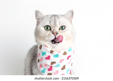 A adorable white cat, licks its muzzle with its tongue, sits on a white background with a bib in hearts. - Shutterstock ID 2156370309