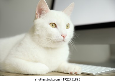 猫 背景 の画像 写真素材 ベクター画像 Shutterstock