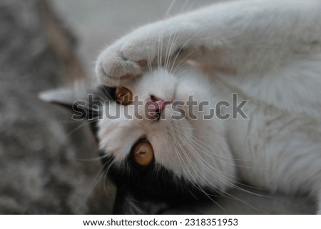 Adorable white cat with a pleading look as if asking for food