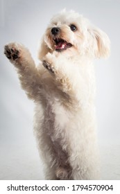 Adorable white Cavachon dog begging pet portrait on white background - Shutterstock ID 1794570904