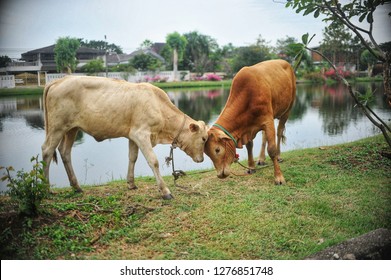 Adorable white cow and brown cow are having head bump near the pond, Bangkok, Bump On Head Images, Stock Photos & Vectors | Shutterstock