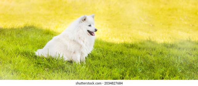 Japanese White Spitz Hd Stock Images Shutterstock