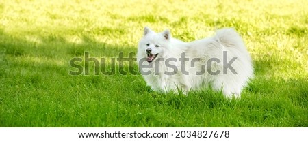 adorable white dog japanese spitz puppy outdoors on natural background