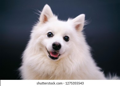 Adorable white dog looking into the camera
