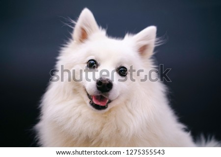 Adorable white dog looking into the camera