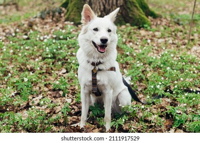 Adorable White Dog Sitting Among Beautiful Blooming Wood Anemones In Spring Forest. Portrait Of Cute Swiss Shepherd Young Dog In Spring Woods. Hiking With Pet