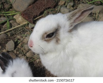 An Adorable White Fluffy Bunny Poses For A Photo Shoot.