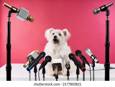 Adorable white fluffy dog speaker holds press conference with set of different microphones over pink background. Animals, funny concept - Shutterstock ID 2177803821