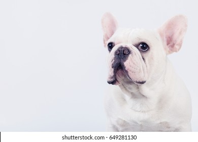 Tan French Bulldog High Res Stock Images Shutterstock