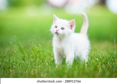 Blue Eyed Kitten Images Stock Photos Vectors Shutterstock