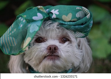 Adorable White Poodle Bichon Dog Mix Being Silly With St. Patrick Day Scarf. Outdoor Photo With Ivy Leaves, No People