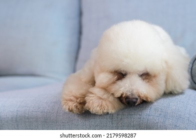 Adorable White Poodle Dog Sleeping Alone On The Blue Couch While Stay At House.