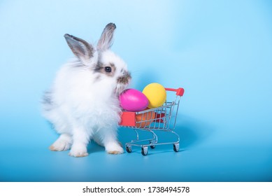 The adorable white rabbit with colored Easter eggs in shopping cart on light blue background. Easter holiday concept.