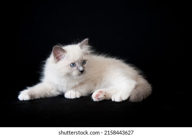 An Adorable White Ragdoll Kitten On A Black Background