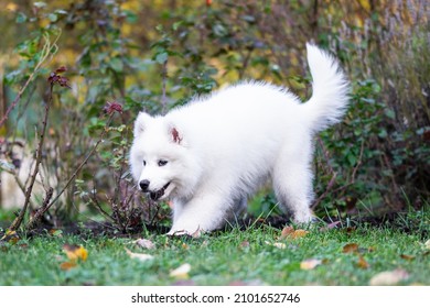 An Adorable White Samoyed Dog In A Par