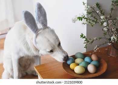 Adorable White Swiss Shepherd Dog In Bunny Ears Sniffing Natural Dyed Easter Eggs In Plate On Table. Happy Easter. Pet And Easter Holidays At Home