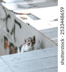 Adorable white and tabby kitten peering out from a narrow alleyway beside a brick building, eyes wide with curiosity