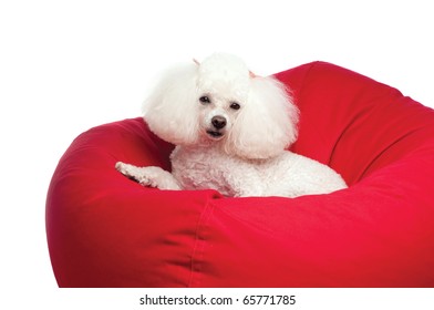 An adorable white toy poodle snuggled up in a red bean bag chair. Shot in the studio on an isolated white seamless backdrop.