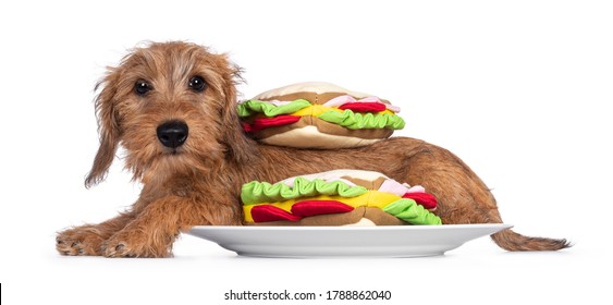 Adorable Wirehair Kanninchen Dachshund pup, laying down side ways on plate inbetween toy sandwiches. Looking straight at camera with dark shiny eyes. Isolated on white background.