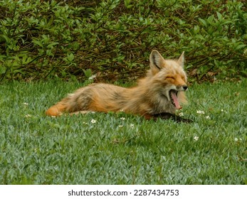 Adorable yawning fox sleeping in a backyard - Powered by Shutterstock