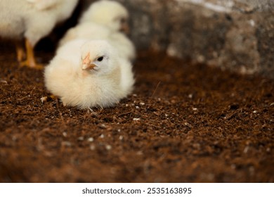 Adorable yellow chick nestled on a bed of dirt, taking a break from exploring the farm. - Powered by Shutterstock