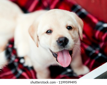 Adorable Yellow Lab Puppy Dog On Holiday Red Plaid Blanket In Red Wagon For Christmas Surprise