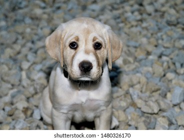 Adorable Yellow Lab Puppy. Looks A Little Sad.