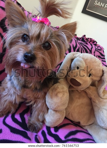 pink dog toy that sticks tongue out