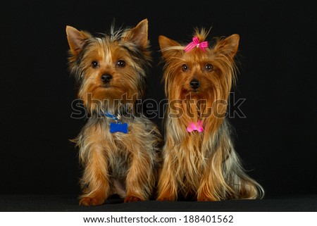 Adorable Yorkshire Terrier couple celebrates their wedding day,capturing hearts with their charming love story.