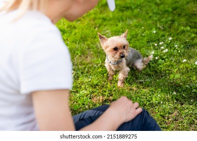 Adorable Yorkshire Terrier  on grass in park with its female owner. Woman in white and her little dog resting in nature. Close up, over the shoulder view. 