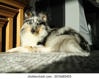 An Adorable Young Blue Merle Shetland Sheepdog Laying Down On A Carpet At Home In West Wales, UK.