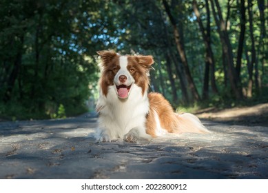 Adorable Young Border collie laying on the ground. Four months old cute fluffy puppy in the park.