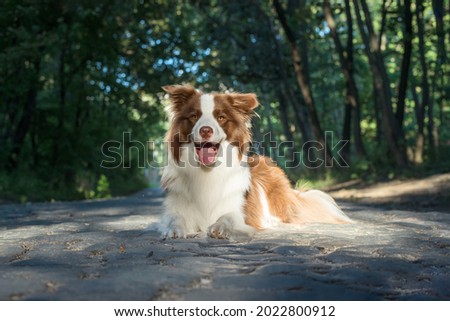 Adorable Young Border collie laying on the ground. Four months old cute fluffy puppy in the park.
