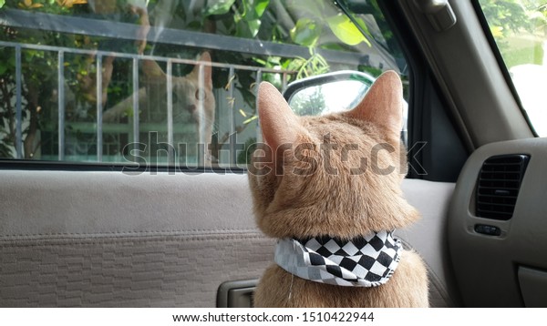 an adorable young bright orange car wearing\
fabric collar looking out the window inside car at car parking when\
travel with owner on summer.Transport a indoor cat ride in a car\
without a carrier.