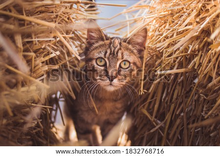 Adorable young brown cat peaks through hay stacks at a local farm 