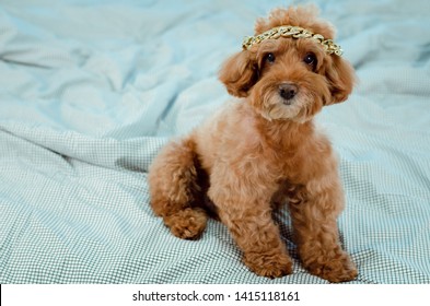 An Adorable Young Brown Poodle Dog With Golden Necklace Putting On His Head And Sitting On Messy Bed.