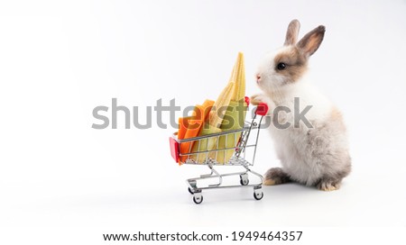 Adorable young bunny pushing the shopping cart with fresh carrots and baby corn over isolated white background. Newborn baby rabbit with shopping cart looking something. Easter and shop online concept