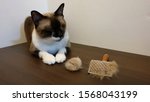 an adorable young cat sitting on wooden table with hairball and pet grooming comb.
