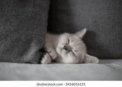 Adorable Young Cat Snuggled Beneath a Cozy Pillow, Dreaming in Peace