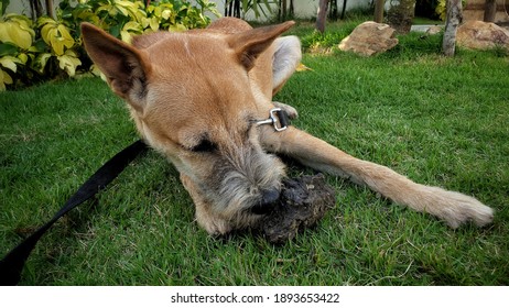 An Adorable Young Dog Eat Dirt On Green Grass.