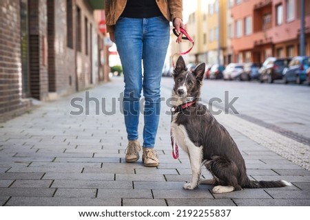 Adorable young dog walks on leash with owner in the town. Border collie puppy training and socialization in busy streets.