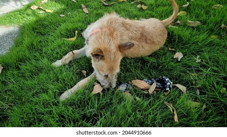 An Adorable Young Dog Wear Collar Lying On Green Grass When Playing And Walking Outdoor With Owner