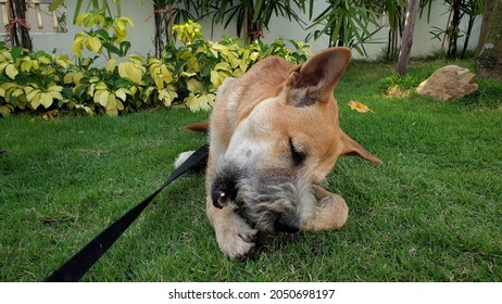 An Adorable Young Dog Wear Collar Lying On Green Grass When Playing And Walking Outdoor With Owner