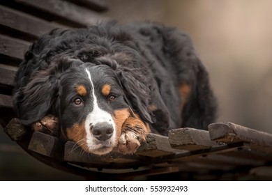 Adorable Young Female Of Bernese Mountain Dog Laying On The Bench In The Park