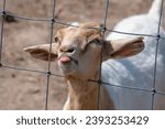 Adorable young goat at rural farm on a sunny summer day. Goat is showing tongue at petting ranch located in Ontario, Canada, among other livestock on the pasture.