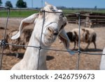 Adorable young goat at rural farm on a sunny summer day. Goat is foraging for food in a petting ranch located in Ontario, Canada, among other livestock on the pasture.