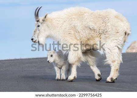 adorable young kid mountain goat staying close to mom