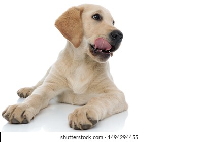 3,446 Dog licking mouth Images, Stock Photos & Vectors | Shutterstock