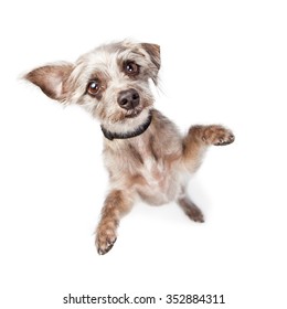 Adorable Young Little Mixed Terrier Breed Dog Standing And Looking Up Into Camera With Paws Out